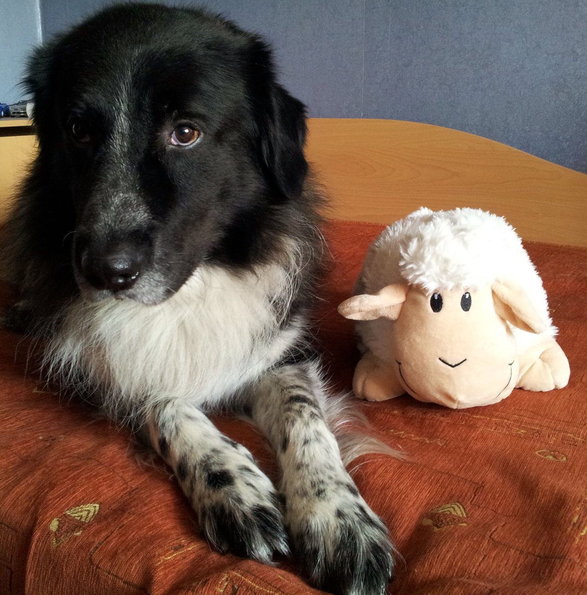 k9Pics's tweet photo. He never leaves this sheep's side Sub https://t.co/NSPGoGQg4W