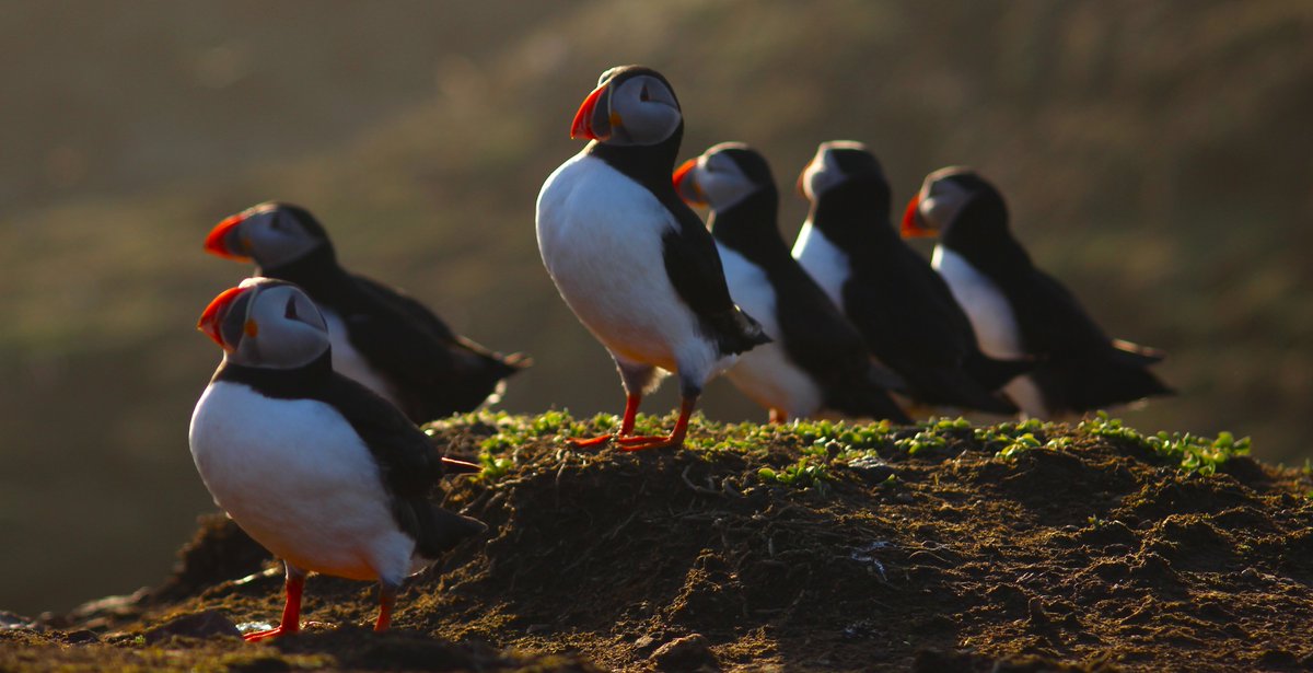 Astorey14's tweet photo. Puffins on Skomer #myjunglebook @skomer_island (over 16) https://t.co/fNf0A7ao0W