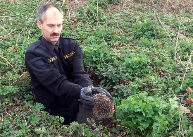 Skrundas_novads's tweet image. Skrundas novada pašvaldības policisti palīdz desmit nelaimē nokļuvušiem ežiem skrunda.lv/?fn_mode=fulln…