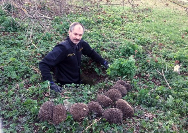 Skrundas_novads's tweet image. Skrundas novada pašvaldības policisti palīdz desmit nelaimē nokļuvušiem ežiem skrunda.lv/?fn_mode=fulln…