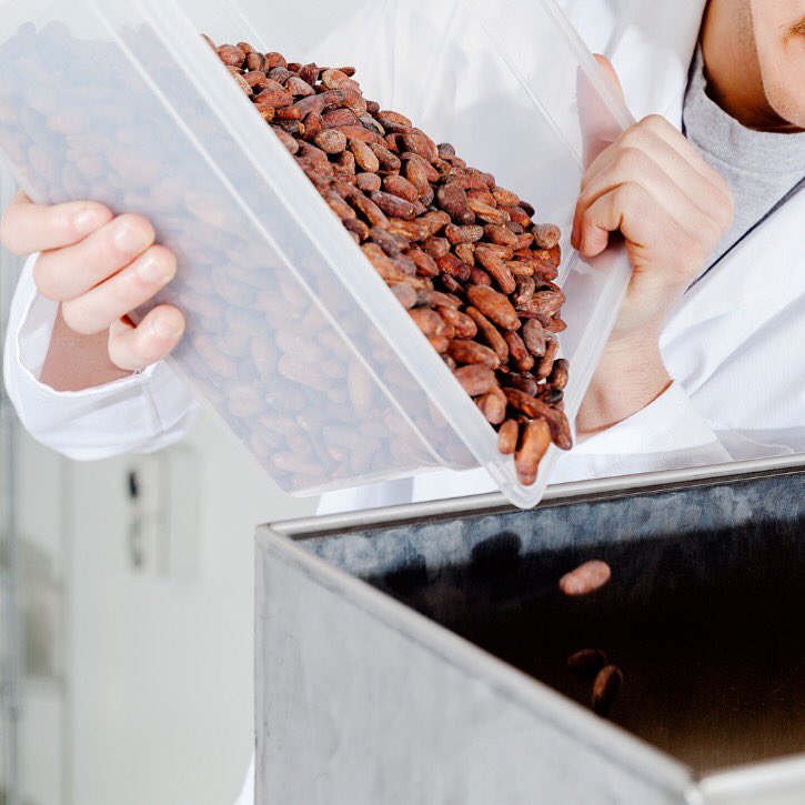 Roasted cocoa beans about to become nibs