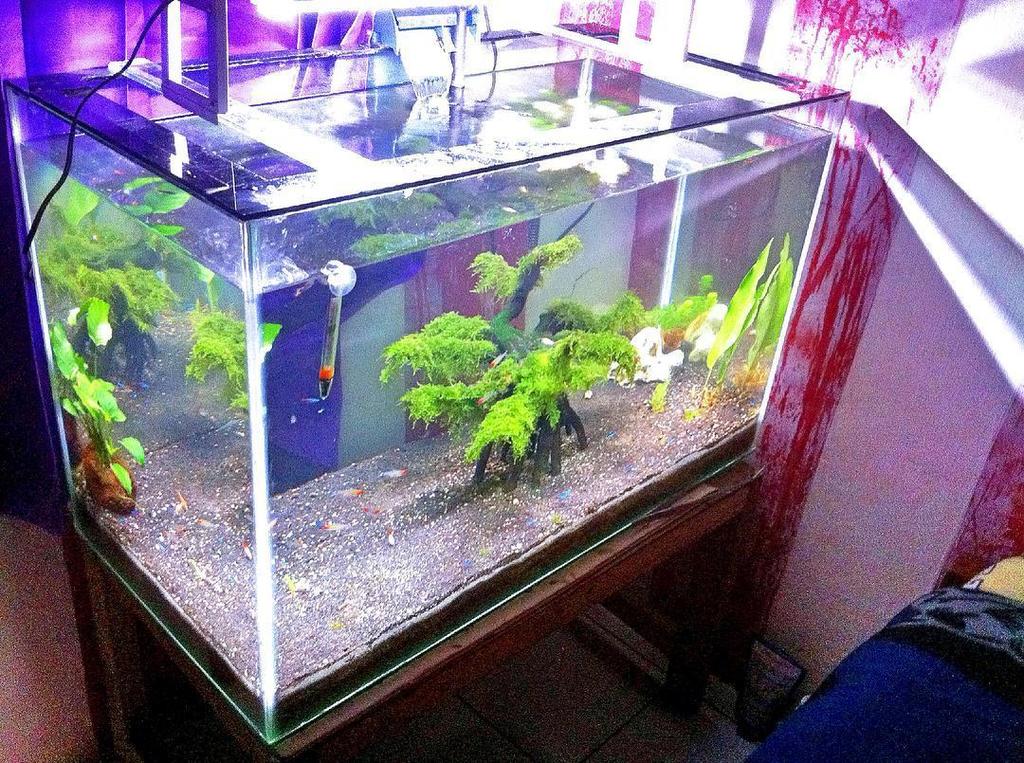 Akvaristan's tweet image. #akvaristan #aquarium #akvaryum #aquarien #FAAO#aquascape #Aquaflora#Aqfainnova#Aquascaping by @hijrahmanwar