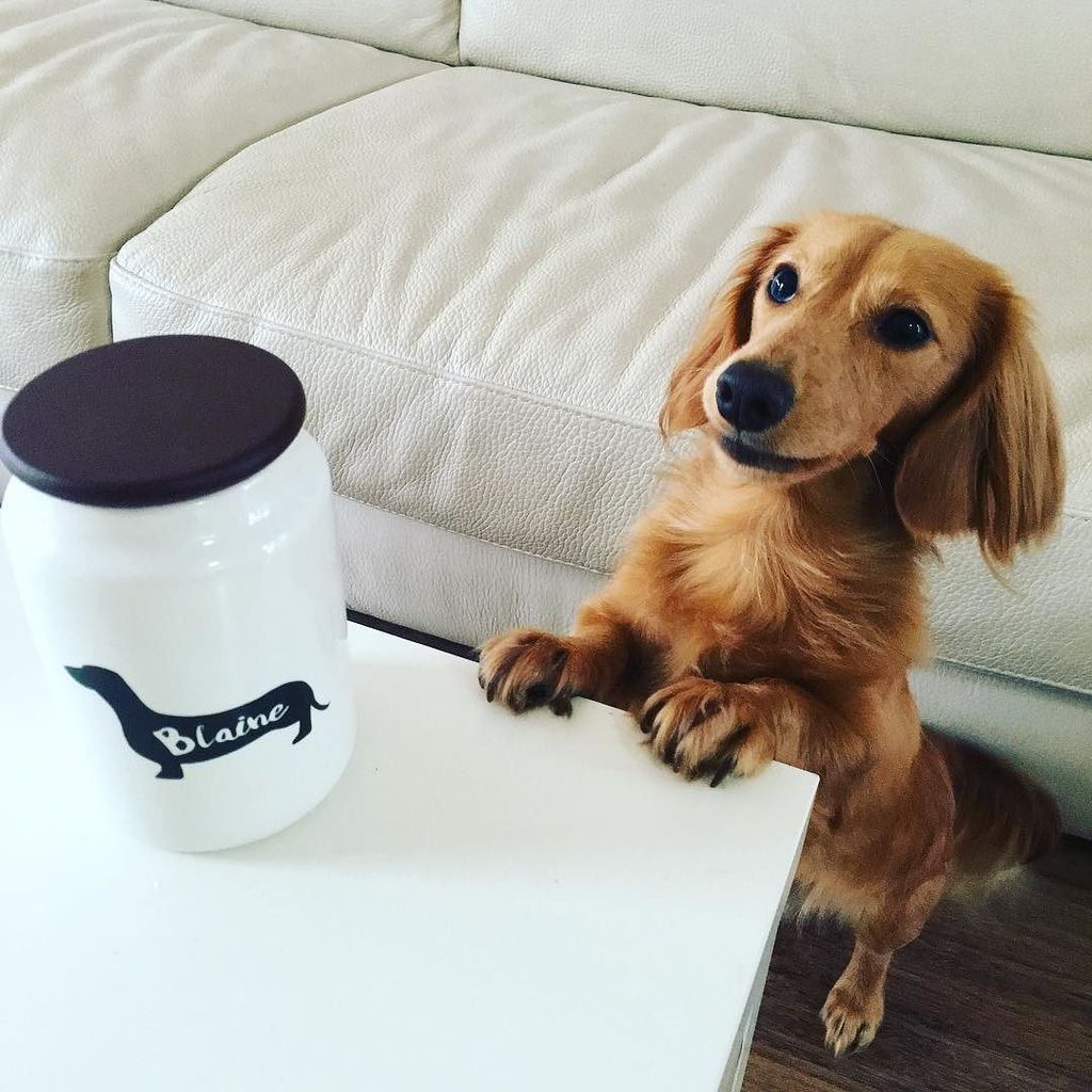 blainethedach's tweet photo. Paws off 🚫 All mine! (It says so on the container!) #tw #dachshunds #doxies #sausagedog #sausagedogcentral #minidac… https://t.co/JvuxbPGIuH