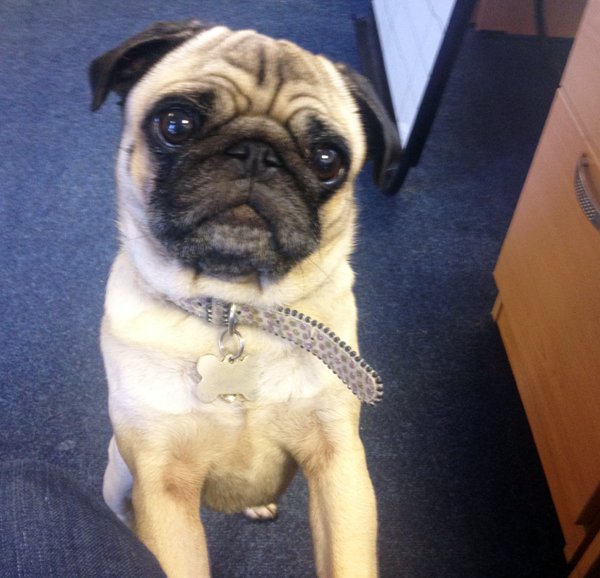 TheMrketingDogs's tweet photo. To when Chops pulled the puggest of #PugFaces #ThrowbackThursdays https://t.co/GLozlNrpzX