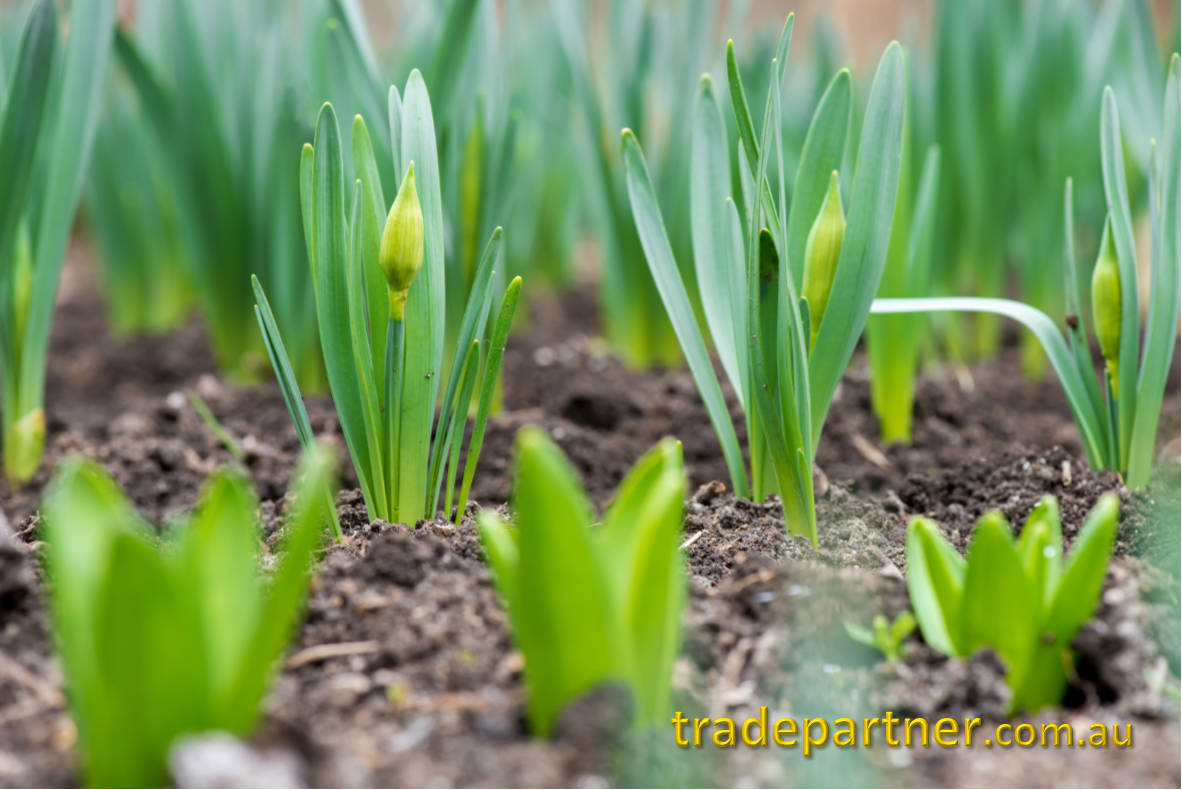 1tradepartner's tweet photo. It's time to plant Daffodils in SA.
Their cheery faces will announce this year's spring. Plant in sun ~ semi-shade. https://t.co/6vMbBaan5Y