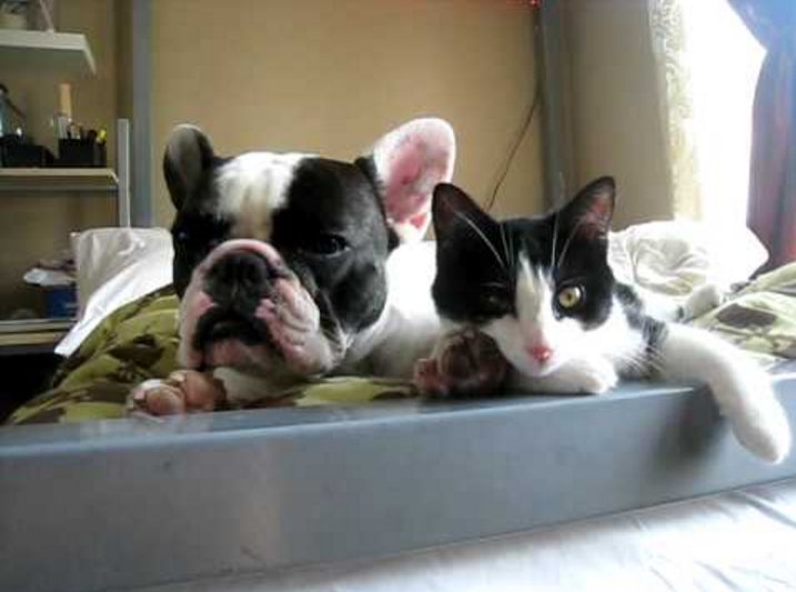 Frenchie Stays Cool while Kitten gets Worked Up frenchbulldogfanclub.com/patience-thy-n…
