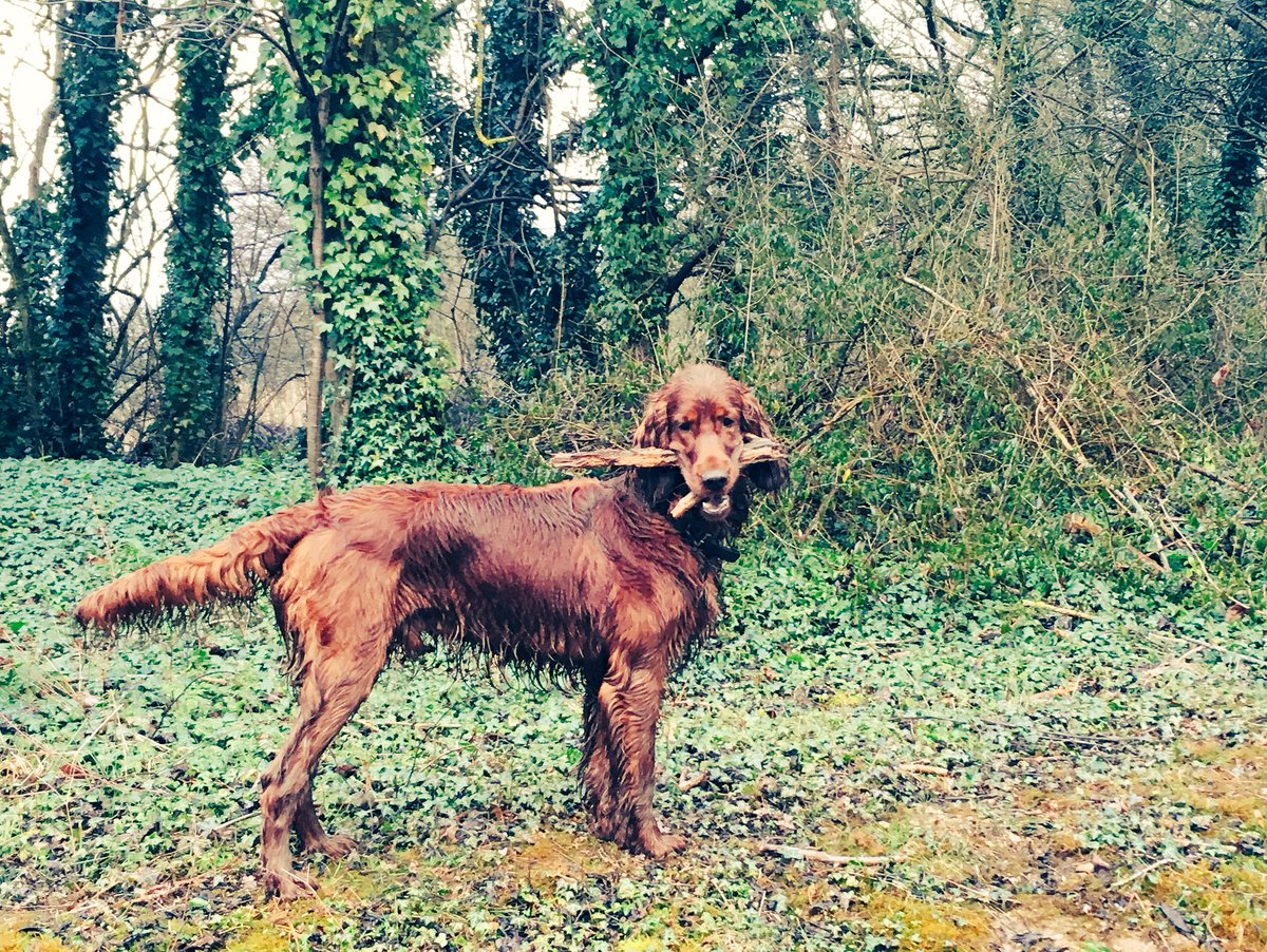 PaddySetter's tweet image. Morning