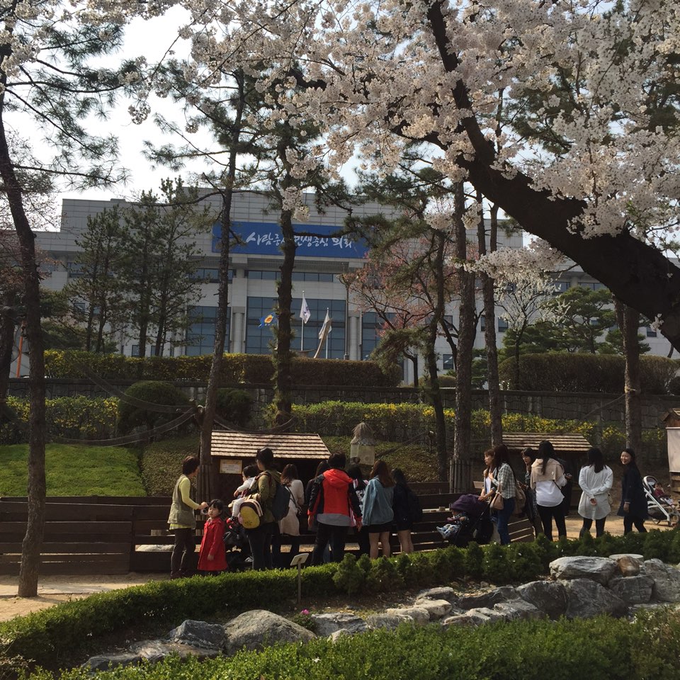 <4월7일 목, 오늘의 수원의 벚꽃 개화상태>
주말쯤에 만개할것으로 예상됩니다! 수원의 아름다운 벚꽃길로 나들이 나오세요~
여기는 경기도청길입니다. #수원 #벚꽃 #경기도청 #벚꽃길