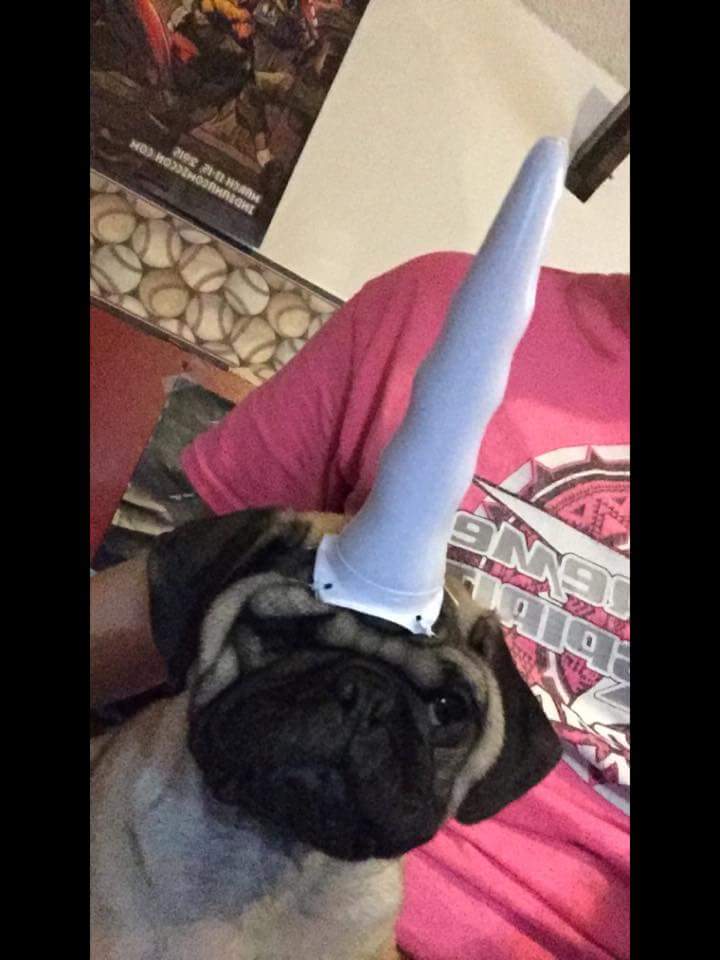 b_annthompson's tweet photo. Unicorn Poot. #rippoot https://t.co/ZjClpJce8z