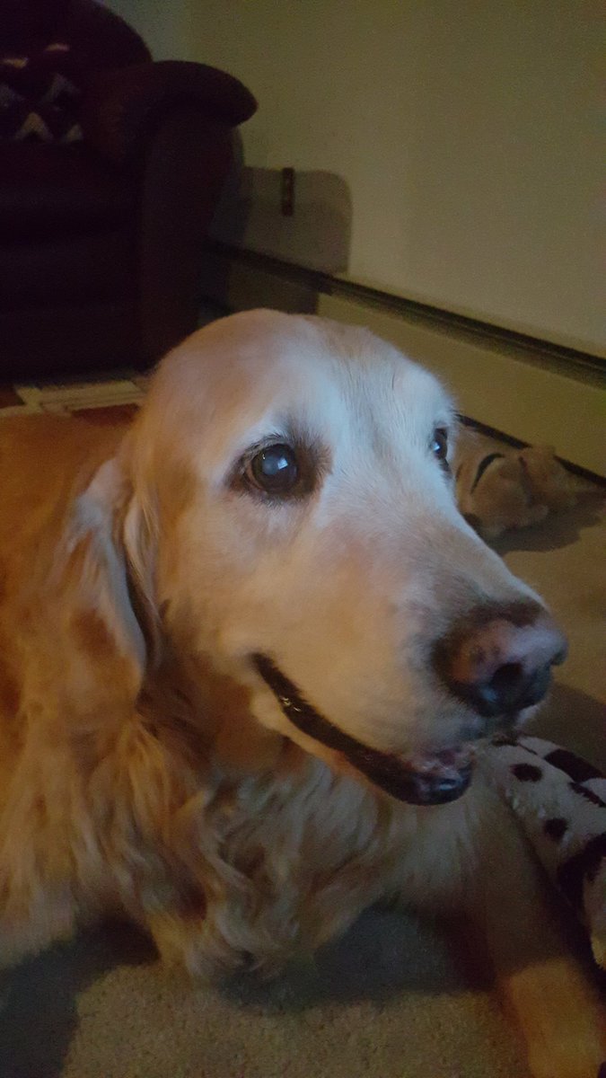 KellyArchieDev's tweet image. I just found out my dog&apos;s sister was put down today. :,( 
Buddy is still going strong at 13! 
#ILoveMyDog