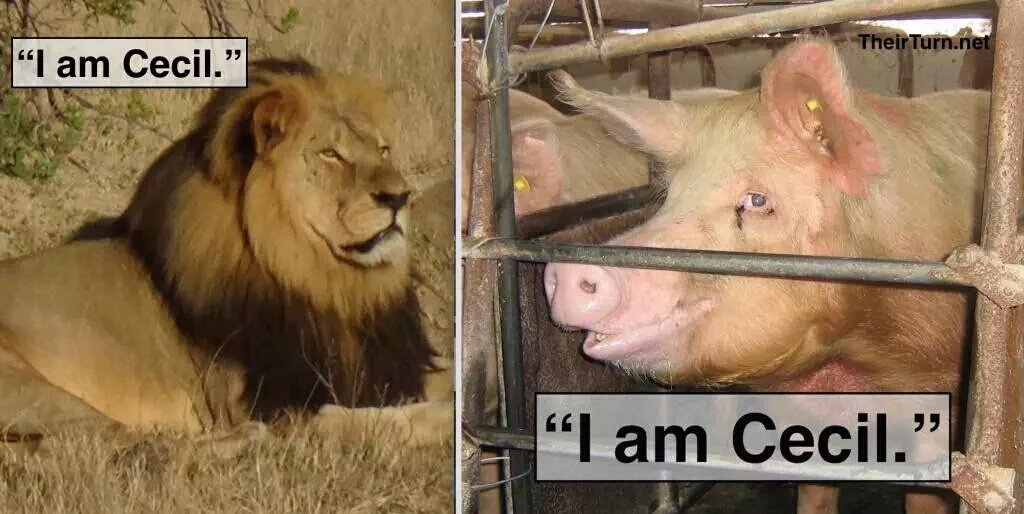 BSV2002's tweet photo. #CecilTheLion
#Mercy4Animals https://t.co/3waHgbGCfs