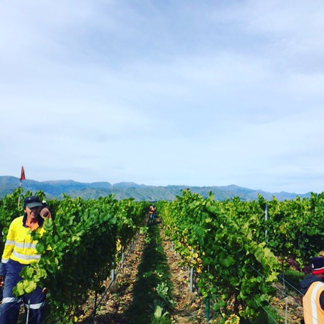 This_is_Indevin's tweet photo. The crew hard at work hand picking the Gewurtz today at Bankhouse Estate #thisisindevin #vintage2016 #nzwine https://t.co/hxMCKkTeFL