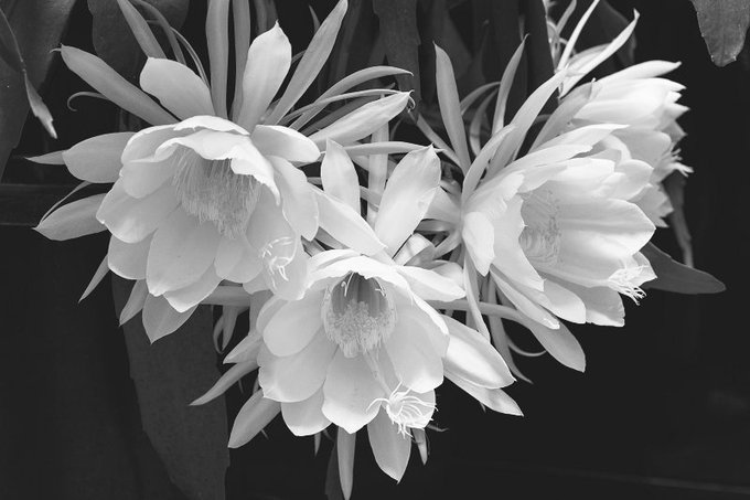 月下美人のtwitterイラスト検索結果 古い順