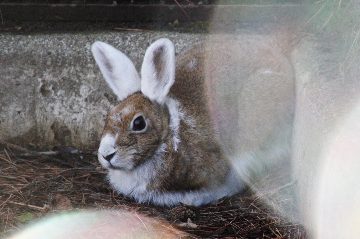 盛岡市動物公園 Zoomo En Twitter トウホクノウサギのウサミミカチューシャ 夏毛に生え変わる今も見られます T Co A87sk16kvh