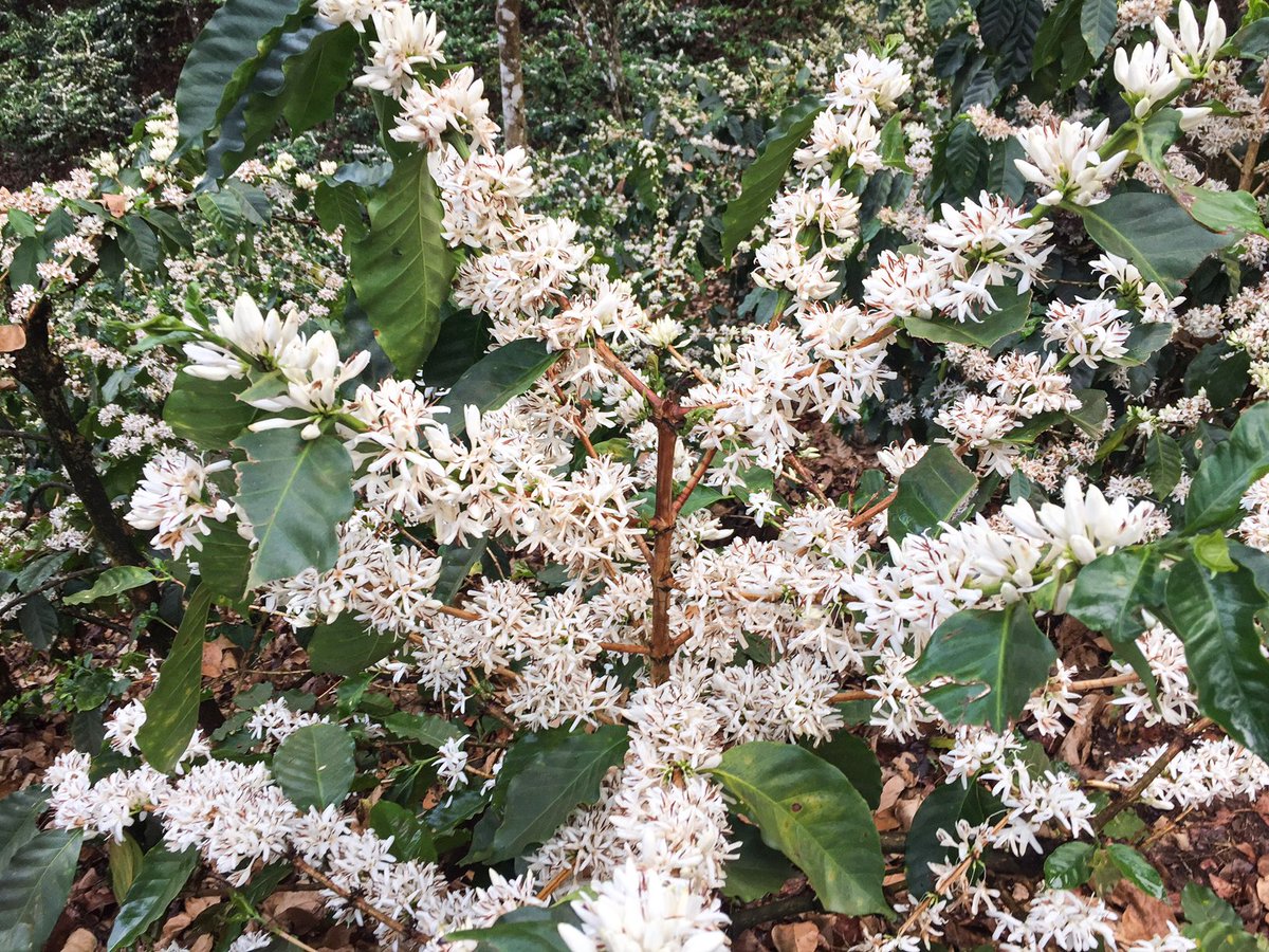 Indian coffee bloom happens once yearly over 2-3 days, a highlight in my travels to origin thus far! <a href="/rich_austin/">Austin Rich</a>
