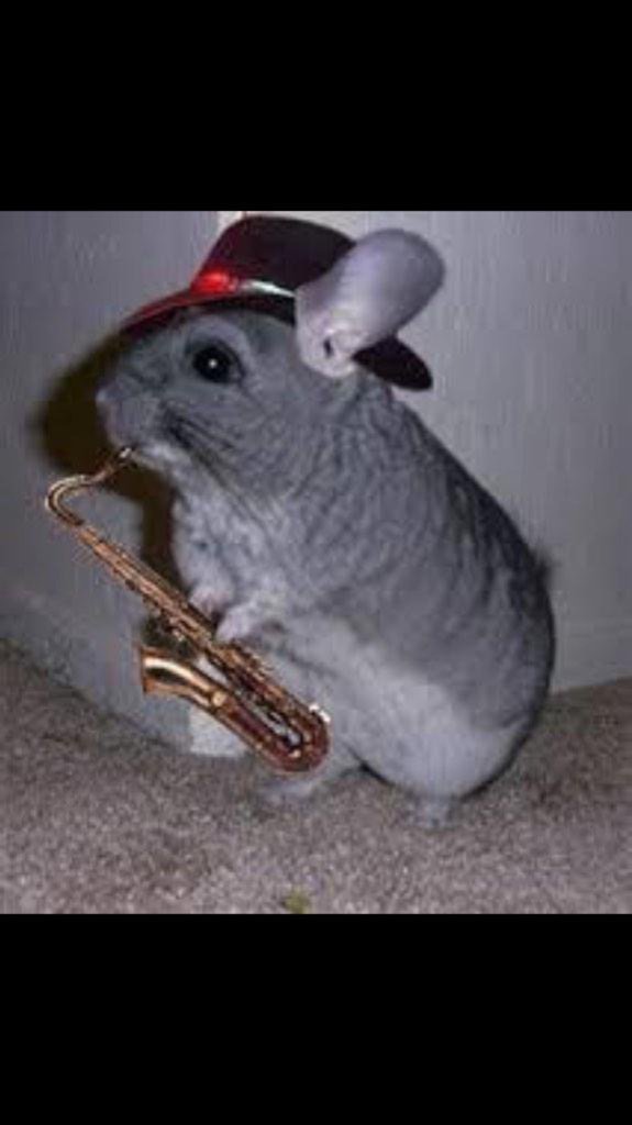 hannahmiklich71's tweet photo. @coourtneyy29 hey🎷 https://t.co/jAeBcyFRv5