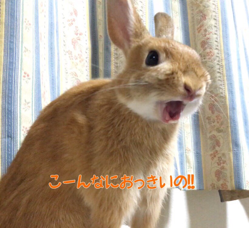 usako0914ran's tweet photo. #トトロいたもんと言ってそうな画像を載せよ

#うさぎ  #ラン https://t.co/ZSn0wjcRWI
