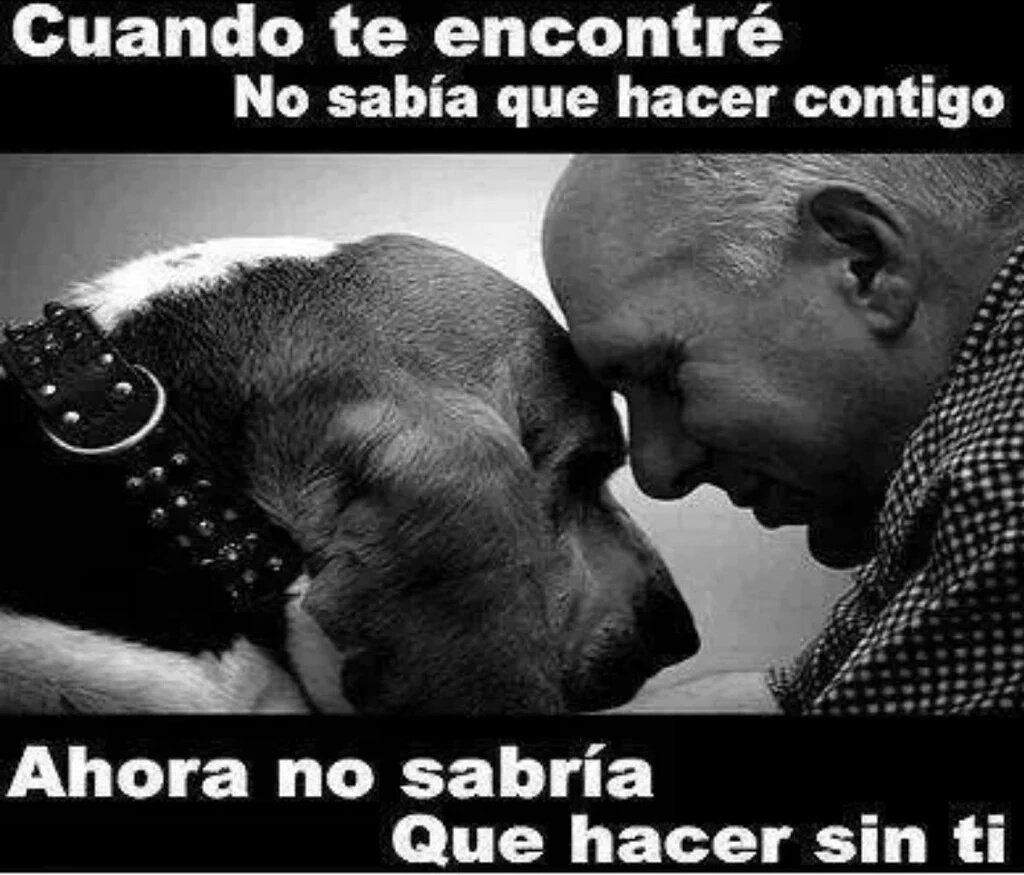 karisabello's tweet photo. Cuando te encontré... #MiDuquesa 🐶 https://t.co/1zHnPBVnUI