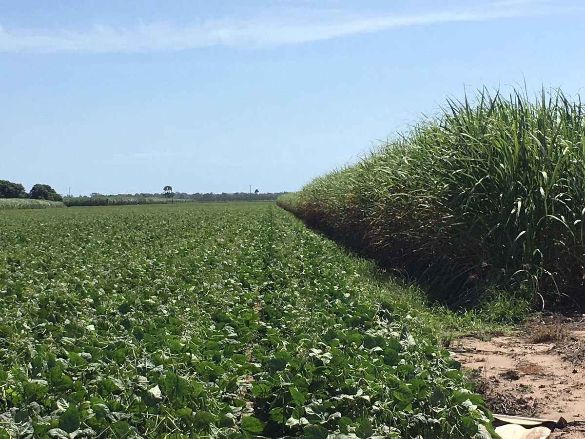 guyroth11's tweet photo. #smarter irrigation on tour in far north qld cane and mung beans @CottonResearch @sugarresearch https://t.co/TkXIBJxo89