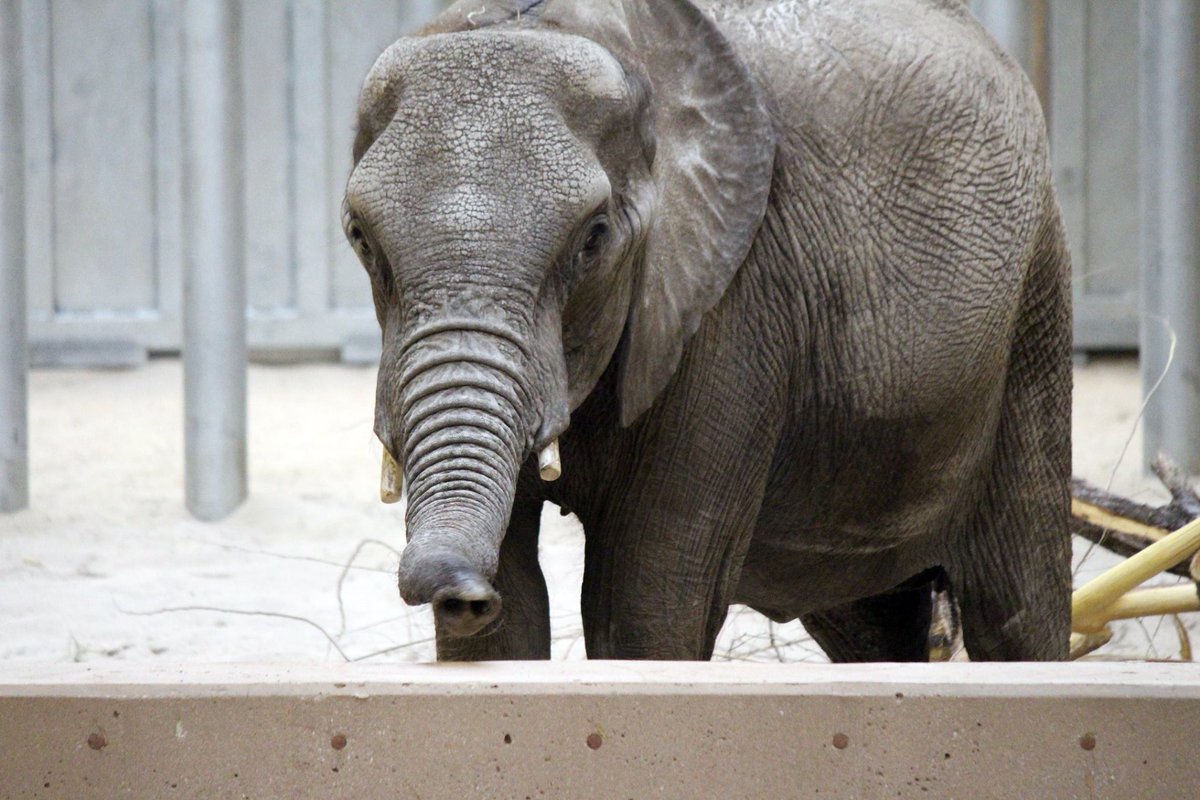OmahaZoo tweet picture