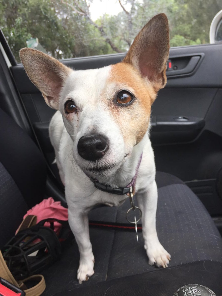 Happy_Pets_'s tweet photo. #Nala always calls shotgun. E :) https://t.co/xZOgxXhEjF
