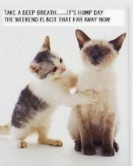 fatti_sofia's tweet photo. Hump night!! ^-^ (that sounded nasty but its not what you think) #humpday https://t.co/aVcoihjdCT