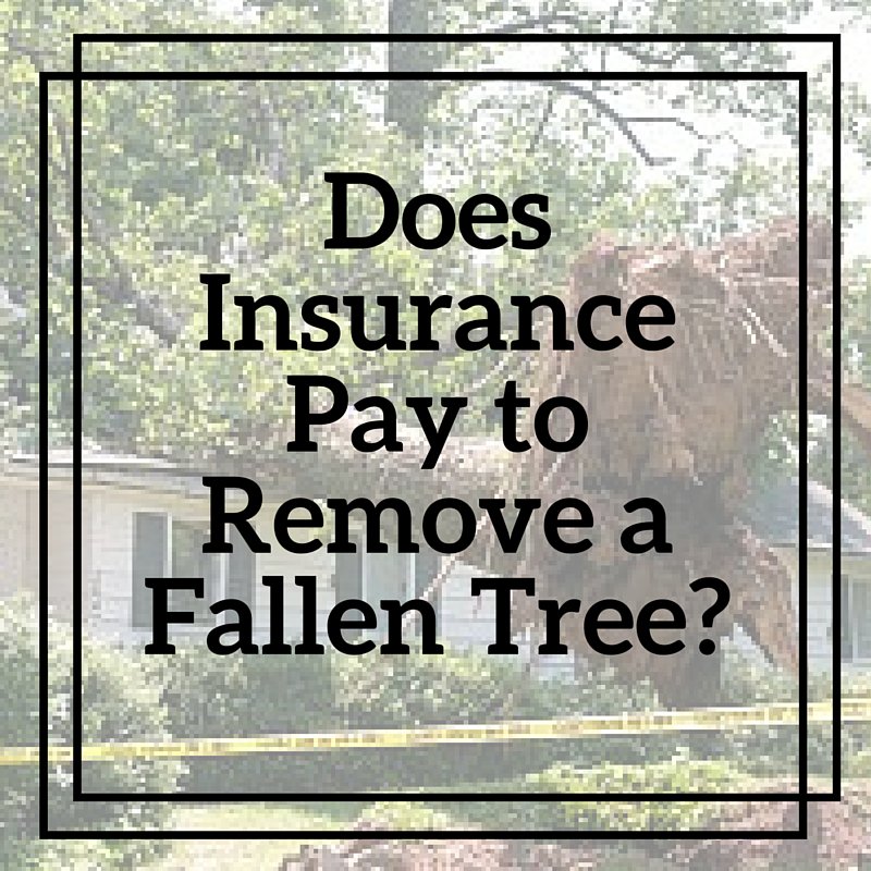 PDXTreeCare's tweet photo. Does Insurance Pay to Remove a Fallen Tree? https://t.co/RoXVaNikcx #home #homeowner #insuranceclaim #stormwatch https://t.co/U7uSeU4bnN