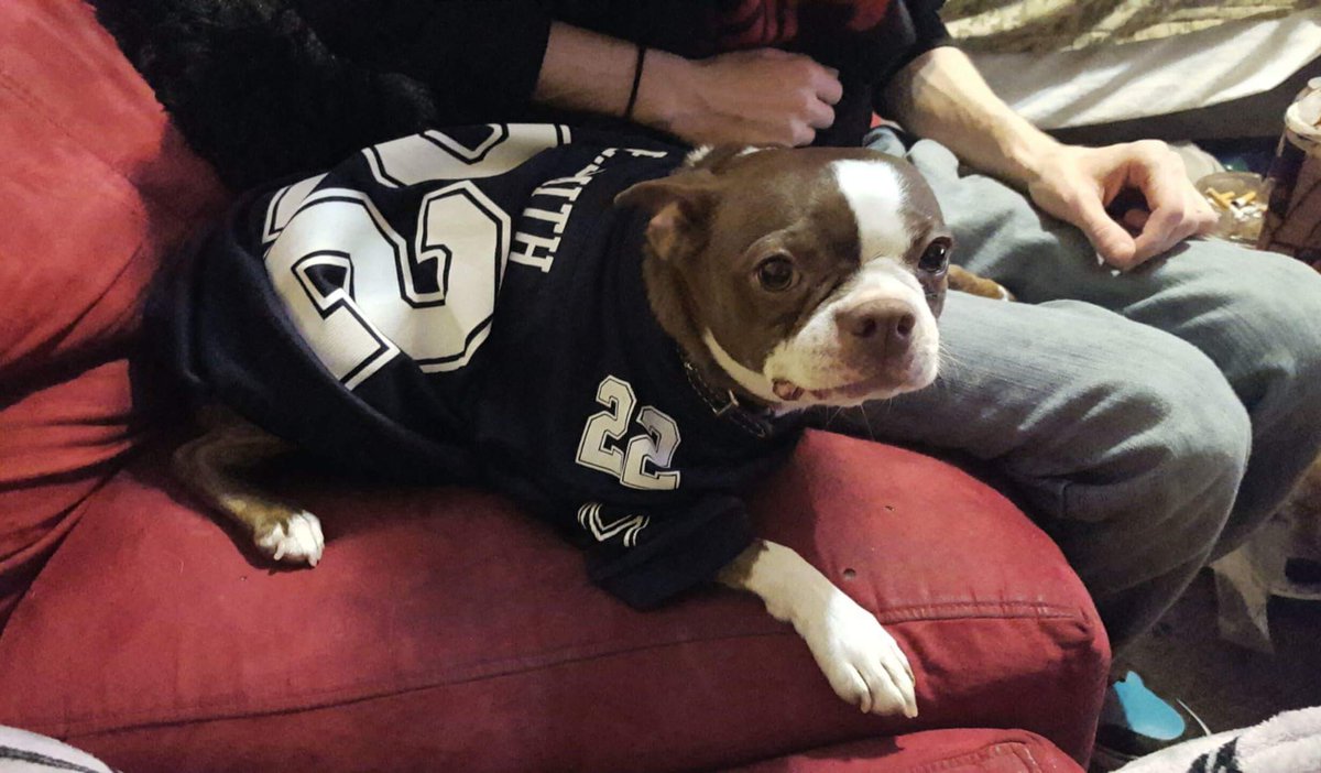 SQueenen's tweet photo. #Soshees #bostonterrier is ready for #soshee she wants to be #friends #newtechproduct #robot ? #wirelessplatform? https://t.co/9ctU662jYu