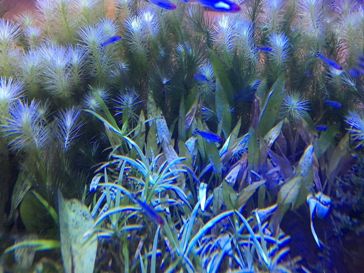 南知多ビーチランド 公式 アマゾン川にもぐってみまーすﾌﾞｸﾌﾞｸﾌﾞｸヽ ﾟ 3ﾟ ﾉ アマゾン展 熱帯魚 T Co Nycu2bsl0e