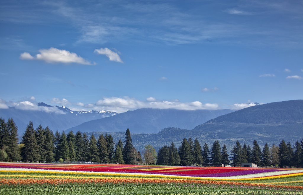 Chilliwack360's tweet photo. Not all rainbows are created by rain.... today in Chilliwack. #Chilliwack #tulips https://t.co/mNVDPlZCaO