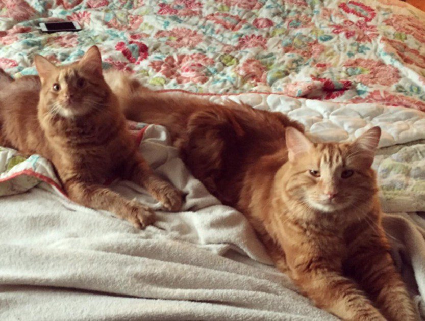 ImrunMallik's tweet photo. mashable : Literal copycat is totally stealing his cool older friend's look … https://t.co/MyjGhBLeGM) https://t.co/U1X7UdwkQH