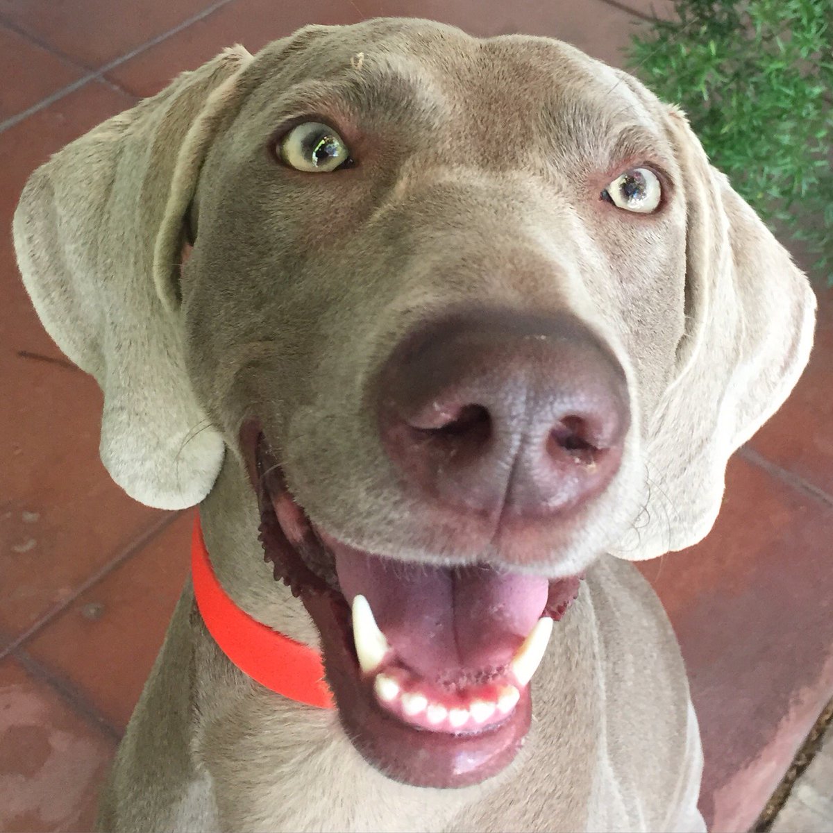 PeacefulPetsSac's tweet photo. Rilo after a walk &amp; dog park play #Sacramento #dogwalker #petsitter #petcare #dogsitter #Weimarainer #dogs #pets https://t.co/b3zUXFnDIF