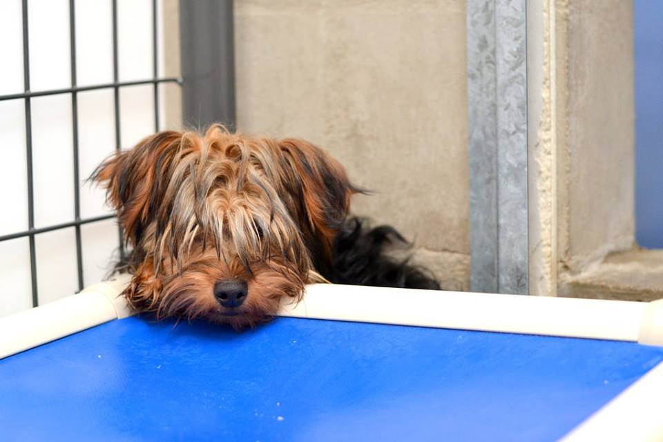 jivingvoodoo's tweet photo. 45 Dogs Rescued From Puppy Mills Get a Whole New Lease on Life – And They’re Loving It! https://t.co/1krqdkKHXY https://t.co/WwWMEXdg2w