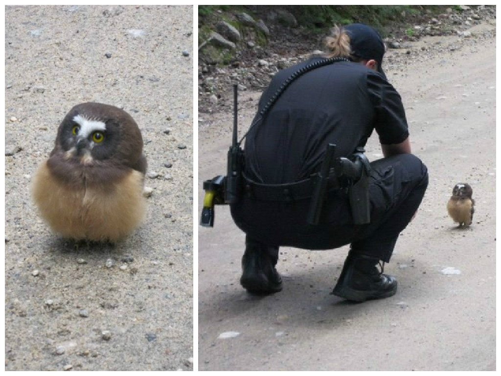 GratitudeDNA's tweet photo. คุณตำรวจในBoulderรัฐโคโลราโดกำลังเจรจาต่อรองกับลูกนกเค้าแมวขวางถนน ทุกอย่างลงเอยด้วยดีเพราะนกบินจากไปอย่างเรียบร้อย https://t.co/ndxrxy6bbM