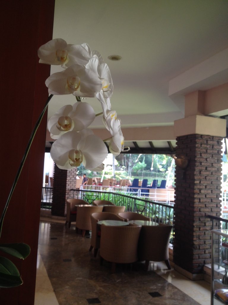topashotel's tweet photo. Beautiful orchid welcoming our guest at our front desk.. Topas Galeria Hotel wish you a beautiful day too. https://t.co/CaqxmtSzjl