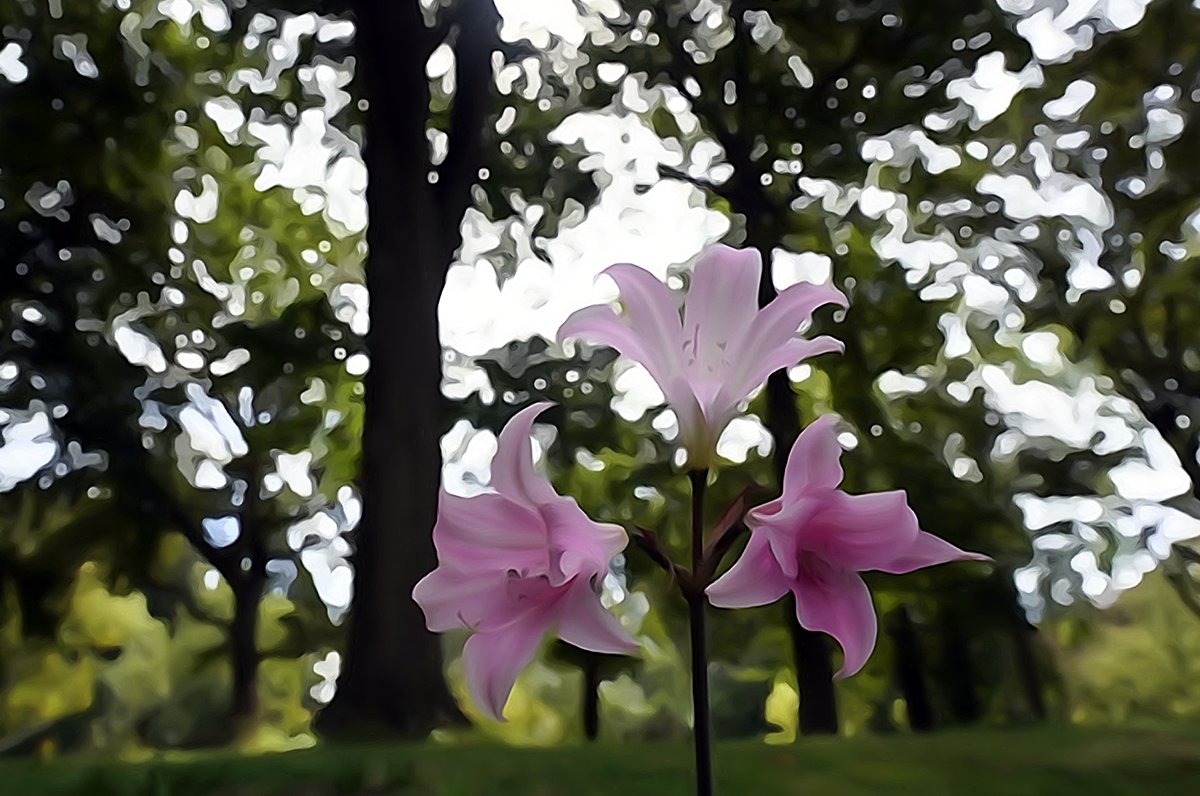 Sigre_World's tweet image. Here's another #painting my camera did for me. #funwithphotography Love my @Sony #a7Rii