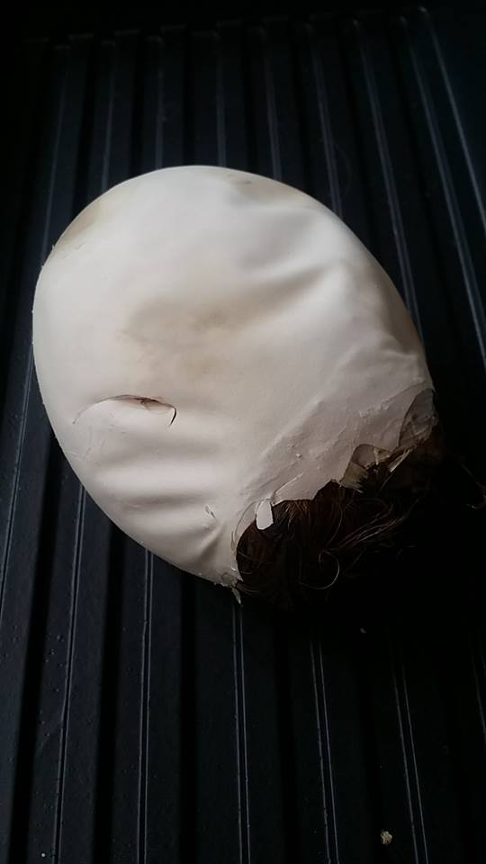 Exotic Meat Market tweet media