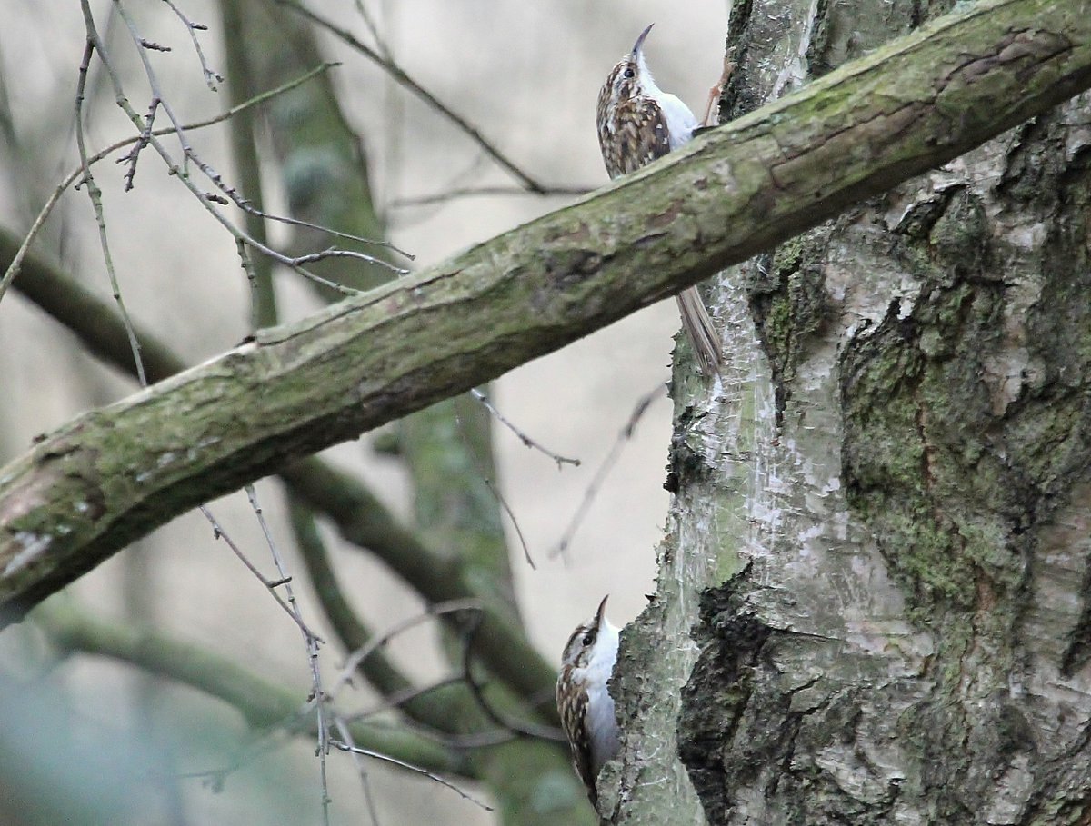 raptorwatcher's tweet photo. #Treecreepers at #MessinghamSandQuarry yesterday Saw 6 in all at #MSQ @Lincsbirding #Lincolnshire https://t.co/b4btxG048T