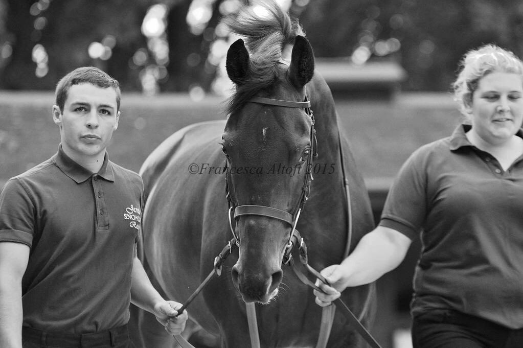 jamiesnowden's tweet image. With 4 reserves #PresentView misses the cut for #GrandNational by one! #Aintree2016 @brendanp1995 #NextYear