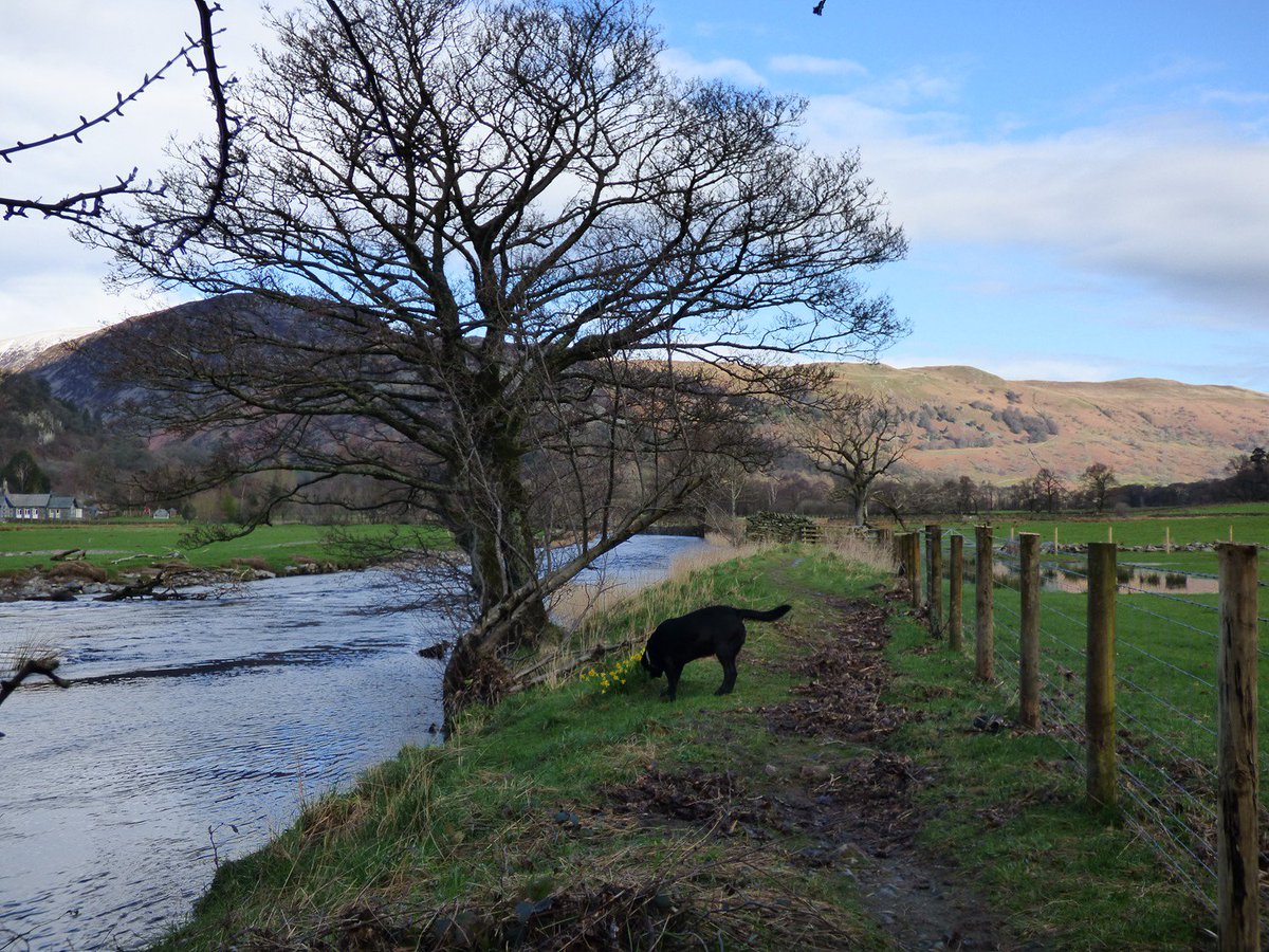 helvellyn's tweet photo. #morgan a little suspicious of the #daffodils by #goldrill this morning.... https://t.co/CBr7TPN8Yt