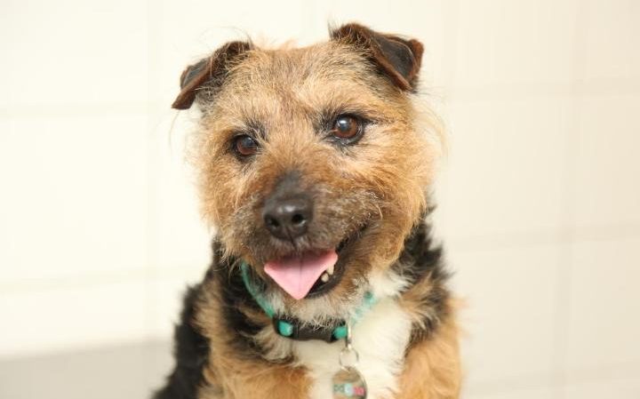 LPCover's tweet photo. Lyme disease affecting increasing numbers of pets, vets warn https://t.co/BeM3xpBe4c ... https://t.co/Bc9mjpnTCC https://t.co/WlJbAbHWlx