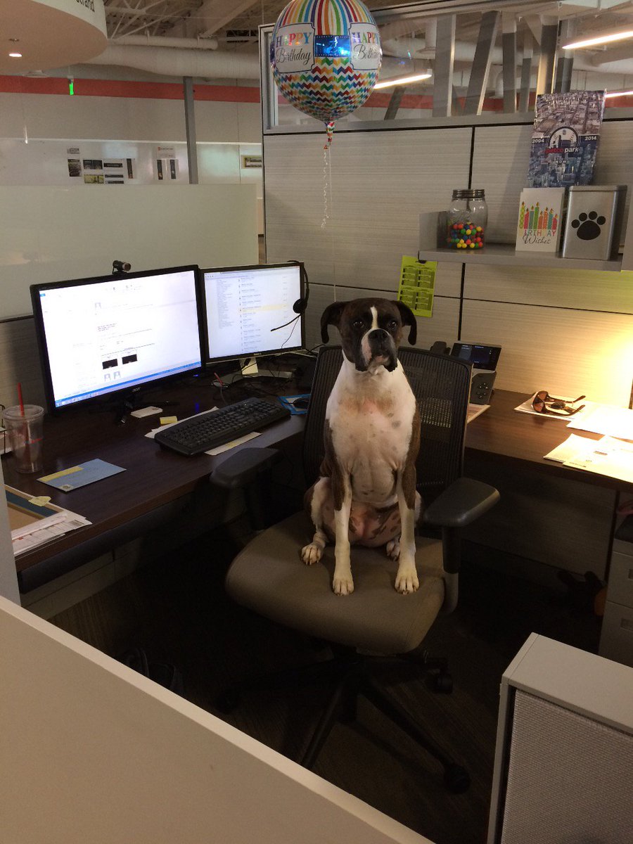 sophiegiedlin's tweet photo. Just another day at the office -- finishing up my hooman's work while they're in meetings! #lifeofdogs https://t.co/6S2Xs470BS