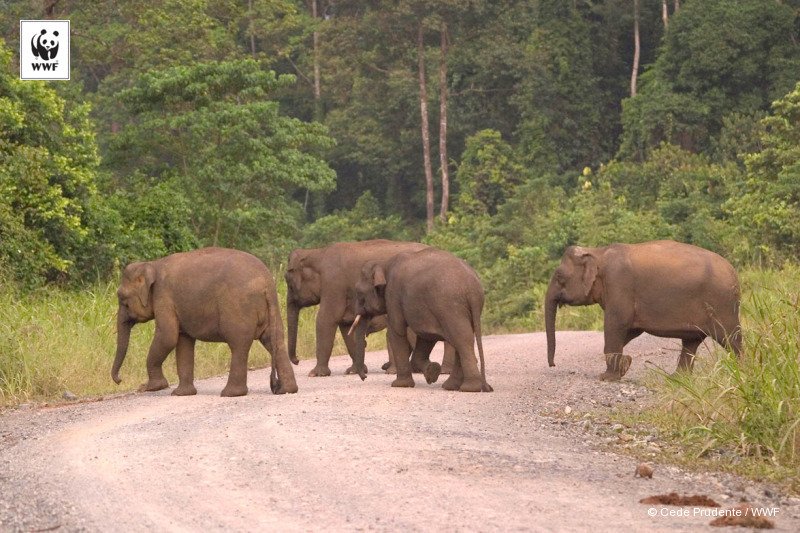Yayasan WWF Indonesia tweet media