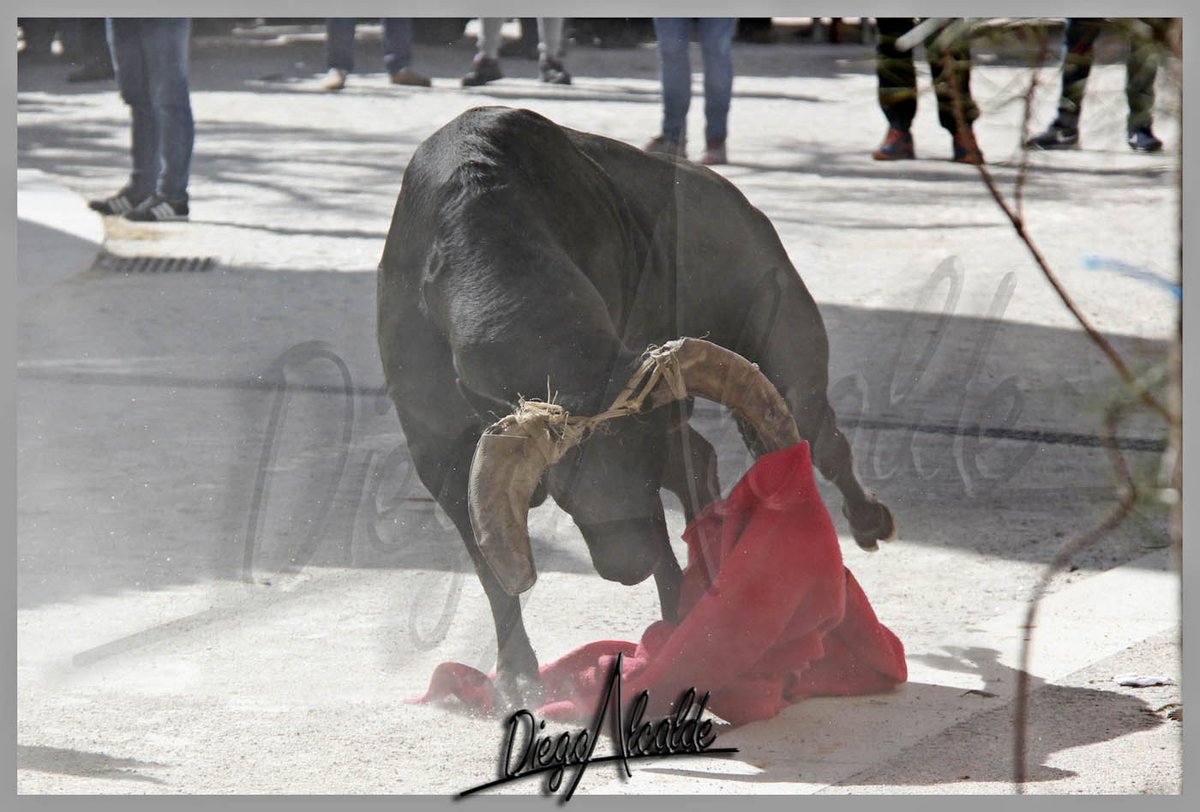 DIEGOALCALDE1's tweet photo. Buenos dias.#Portugal #Soito #Toros #Coches #Fundas #Campero #Tradicion #Volveremos https://t.co/19WxOoQTWw
