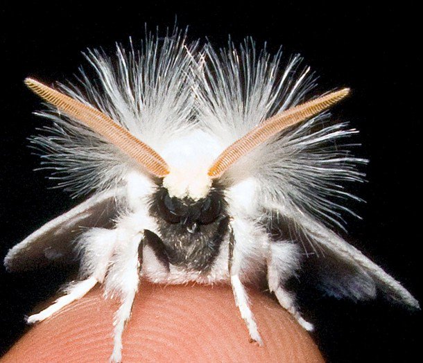 Strange_Animals's tweet photo. The white ermine is a poisonous moth found in Europe and Asia. https://t.co/MwQjs9PUAn