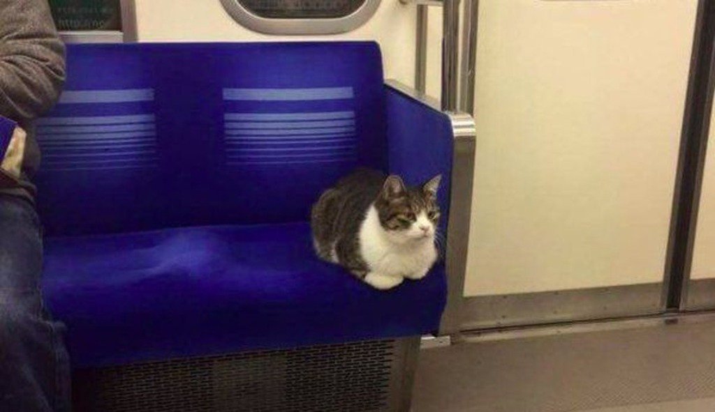 ImrunMallik's tweet photo. mashable : This cat is a total boss at navigating Tokyo's subway https://t.co/Epmtu40A03 … https://t.co/mdxONeHXQx) https://t.co/0gBvMlJcM0