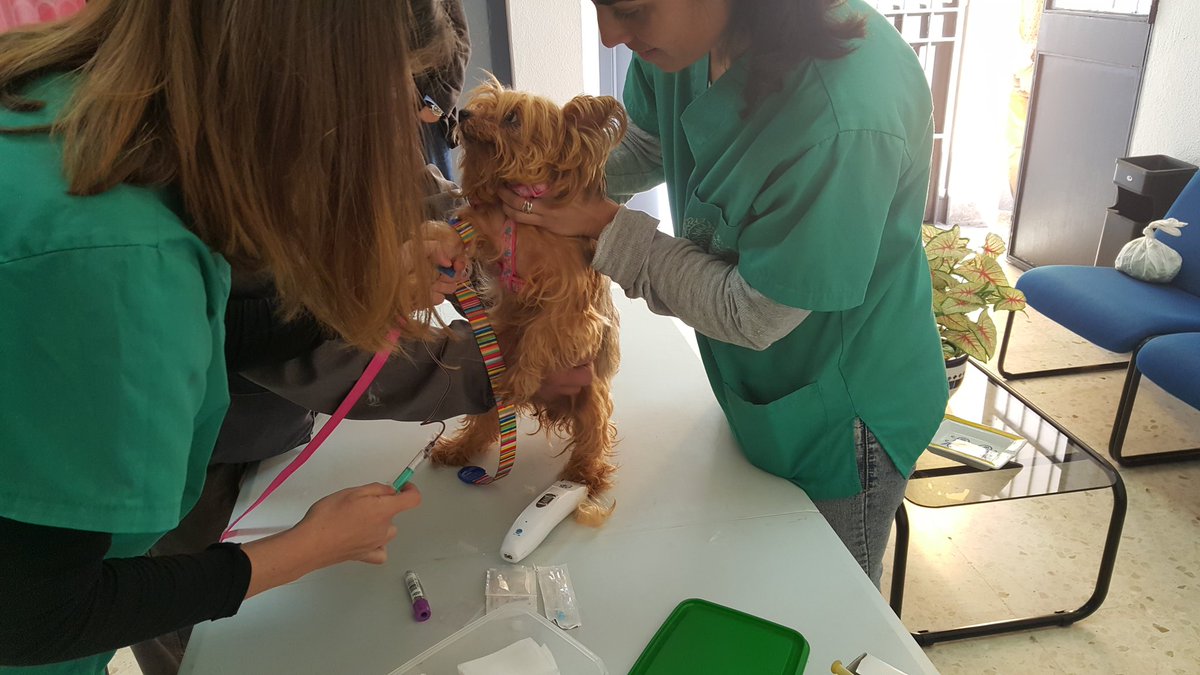 JAGarciaBonares's tweet photo. Comenzamos con el primer genotipado para #NoMasExcrementosDePerrosEnNuestrasCalles @Bonaresdigital @Bonaresactual https://t.co/mrhRa8j3um