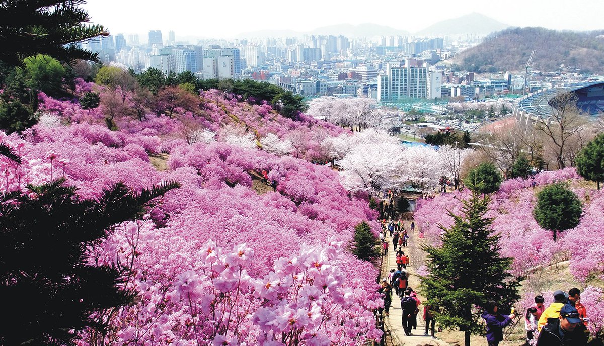 부천 봄꽃! 토요일(4.9)이랑 일요일(4.10)이랑 진짜 다르네.
토요일엔 되게 예쁘고,일요일엔 겁나 예쁘죠~
주말 봄꽃축제! 놓치지 마썹.
도당산 벚꽃축제 4.9~4.10,원미산 진달래축제 4.9~4.10