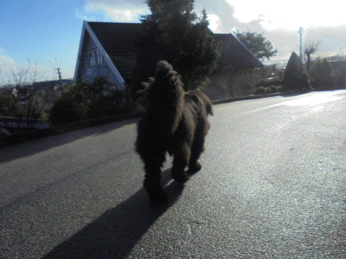 Frostnuffe's tweet photo. #Tailhigh
Off we go https://t.co/t1TX6jwyjY