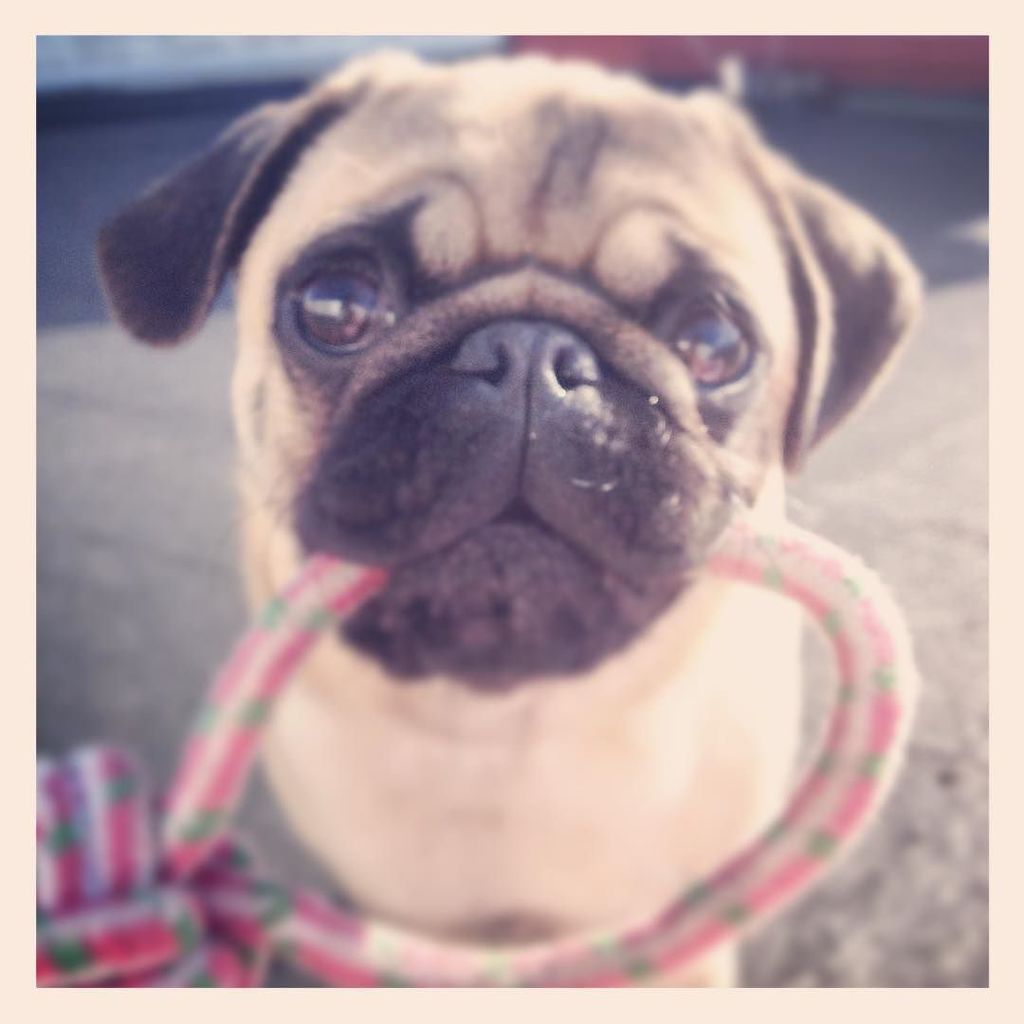 Puglee_Pug's tweet photo. Woof morning Pugs! #woofmorning #pug #pugs #puppy #pugadventures #martinathepug #martinathepugesunpug #dogui #lorci… https://t.co/bsVUPR5DMg